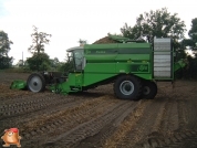 Harvesting potatoes