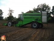 Harvesting potatoes