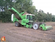 Harvesting potatoes