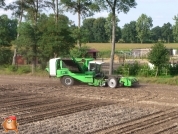 Harvesting potatoes