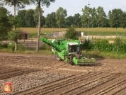 Harvesting potatoes