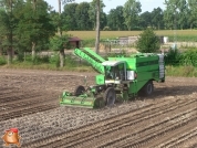 Harvesting potatoes