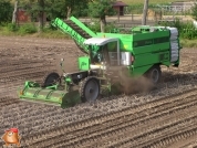 Harvesting potatoes