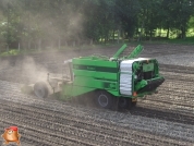 Harvesting potatoes