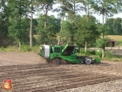 Harvesting potatoes