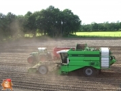 Harvesting potatoes