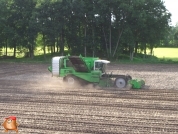 Harvesting potatoes