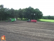 Harvesting potatoes