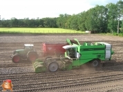 Harvesting potatoes