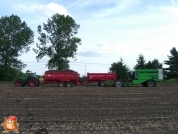 Harvesting potatoes