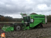 Harvesting potatoes