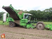 Harvesting potatoes