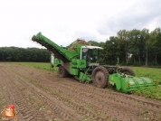 Harvesting potatoes