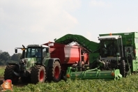 Harvesting potatoes