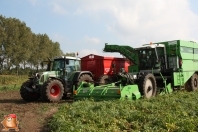 Harvesting potatoes