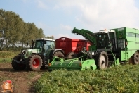 Harvesting potatoes