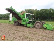 Harvesting potatoes