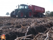 Harvesting potatoes