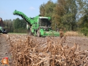 Harvesting potatoes