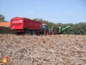 Harvesting potatoes