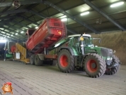 Harvesting potatoes