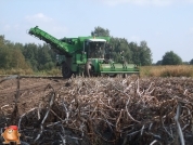 Harvesting potatoes