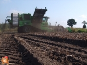 Harvesting potatoes