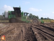 Harvesting potatoes