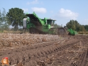 Harvesting potatoes