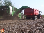 Harvesting potatoes