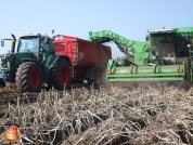 Harvesting potatoes