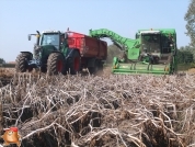 Harvesting potatoes