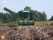 Harvesting potatoes