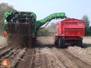 Harvesting potatoes