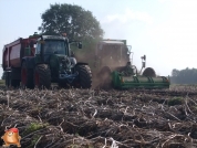 Harvesting potatoes