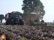 Harvesting potatoes