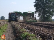 Harvesting potatoes