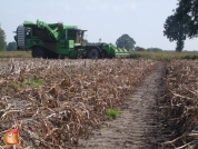 Harvesting potatoes