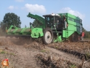 Harvesting potatoes