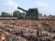 Harvesting potatoes