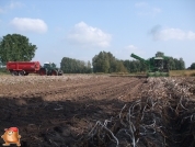 Harvesting potatoes