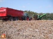 Harvesting potatoes