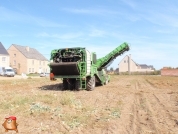 Harvesting potatoes