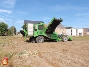 Harvesting potatoes