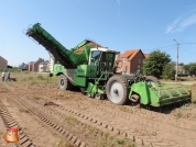 Harvesting potatoes