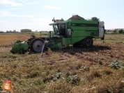 Harvesting potatoes