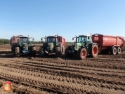 Harvesting potatoes