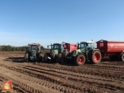 Harvesting potatoes