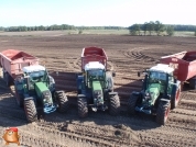 Harvesting potatoes