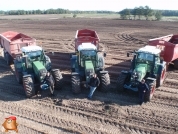 Harvesting potatoes